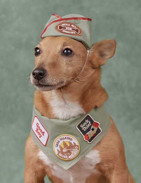 Bandana Jacket, Expensive Toys, Less Talk, Dog Vests, Dog Patch, Merit Badge, Name Patches, Dog Costumes, Girl Scout