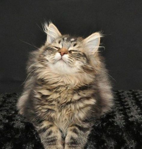 Db Cooper, Siberian Forest Cat, Siberian Forest, Image Chat, House Cat, Siberian Cat, Gorgeous Cats, Forest Cat, Norwegian Forest Cat