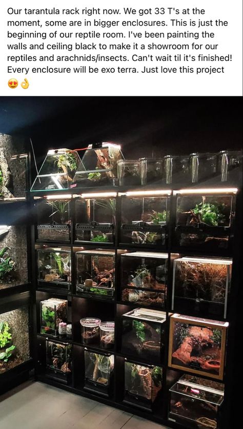 Tarantula Room Ideas, Reptile House Ideas, Pet Tarantula Enclosure, Arboreal Tarantula Enclosure, Reptile Bedroom, Tarantula Room, Reptile Room Aesthetic, Tarantula Enclosure Ideas, Tarantula Cute