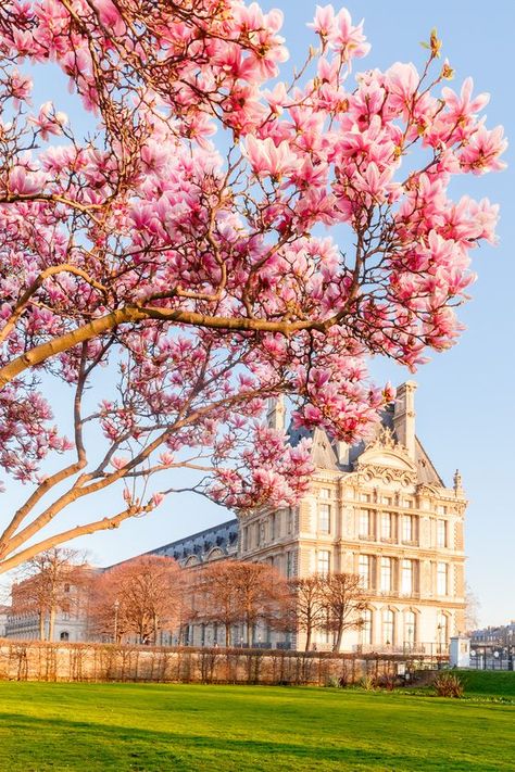 Spring Paris, Paris In Spring, Spring Scenery, Flower Places, Tuileries Garden, Spring Background, Paris Aesthetic, Green Architecture, Pink Trees