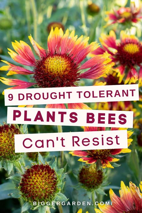 Check out 9 drought-tolerant flowers loved by bees, with plants that attract bees and bee-friendly plants. These are perfect for bee yard ideas, offering water for bees, part shade flowers, and art creative ideas to brighten your bees garden. Drought Tolerant Flowers, Water For Bees, Bee Yard, Bee Friendly Plants, Importance Of Water, Amazing Plants, Achillea Millefolium, Echinacea Purpurea, Bee Balm