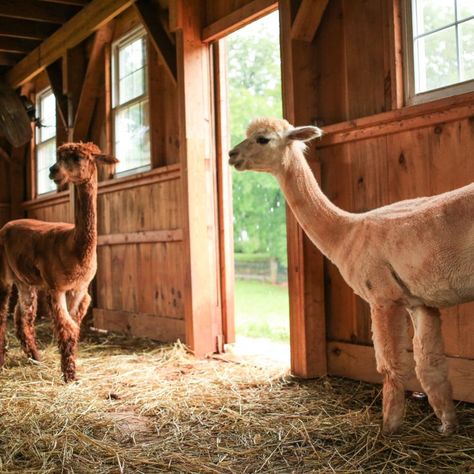 alpacas standing in barn Alpaca Pen Ideas, Alpaca Shelter, Alpaca House, Dog Friendly Flooring, Textile Animals, Farm Sheep, Houses Exterior, Barn Stalls, Small Barns