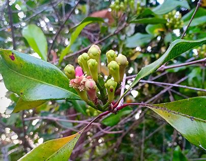 Check out new work on my @Behance profile: "Indonesian clove plants" http://be.net/gallery/95371273/Indonesian-clove-plants Clove Plant, Plant Photography, Tree Photography, New Work, Work On, Throw Blanket, Plants, Photography, Quick Saves