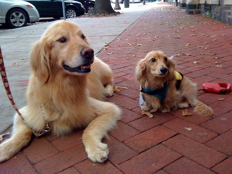 Fabio the long-haired English cream mini-dachshund by pondfield, via Flickr Cream Long Haired Dachshund, Golden Retriever Dachshund, English Cream Dachshund, Dachshund Funny Video, Cream Dachshund, English Cream, Miniature Dachshunds, Long Haired Dachshund, Funny Dachshund