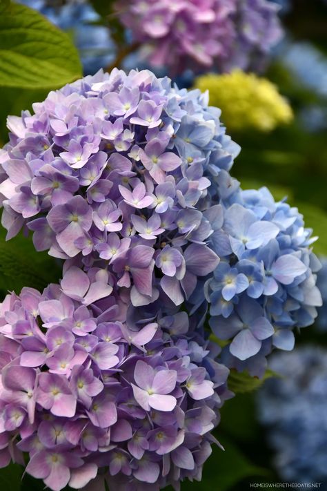 Endless Summer Hydrangeas |#hydrangeas #garden #flowers  ©homeiswheretheboatis.net Hydrangeas Garden, Endless Summer Hydrangea, Flower Therapy, Canvas Ideas, Potting Shed, Painted Canvas, Window Boxes, Happy Thursday, Garden Flowers