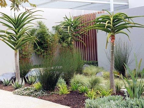 Cape Town Gardens Landscaping, Bushveld Garden Ideas, Cape Town Garden Ideas, South African Gardens Ideas, Aloe Garden Landscaping South Africa, Indigenous Garden Ideas South Africa, Indigenous Plants South Africa, South African Gardens Landscaping, Indigenous Gardens South Africa