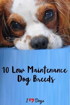 Small Breed Dogs That Dont Shed, Best Dog Breeds For Kids, Small To Medium Dog Breeds, Dogs That Dont Shed, Small Dog Breeds Low Maintenance, Small Dogs That Dont Shed, Non Shedding Dog Breeds, Best Dogs For Kids, Low Maintenance Dog Breeds