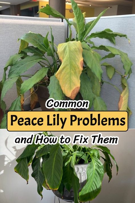 Peace Lily Plant Care, Peace Lily Flower, Lilly Plants, Peace Lily Care, Peace Plant, Lily Plant Care, Peace Lily Plant, Household Plants, Plant Care Houseplant