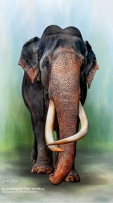 I Love Elephants | Adorable 🖤 | Facebook Wild Elephant Photography, Kerala Elephant Photography, Indian Elephant Photography, Indian Elephant Drawing, Elephant Painting Canvas, Buddha Painting Canvas, Animal Photography Wildlife, Elephant Photography, Elephant Images