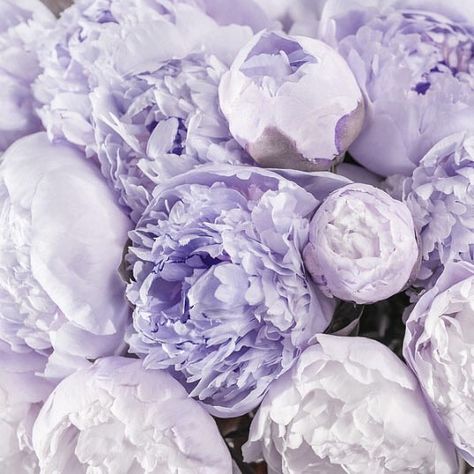 Lilac peonies.... inspiring a sketch on my desk today. Peony Drawing, Peony Bouquet Wedding, Megan Hess, Peony Wallpaper, Blue Peonies, Lavender Aesthetic, Purple Peonies, Peony Painting, Watercolor Bouquet