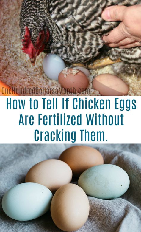 Incubating Chicken Eggs, Homestead Animals, Hatching Chickens, Best Egg Laying Chickens, Poultry Farming, Egg Laying Chickens, Backyard Chicken Farming, Raising Backyard Chickens, Keeping Chickens