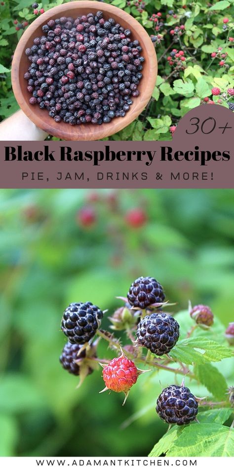 Infuse your homemade desserts with the vibrant flavor of black raspberries in our collection of over 30 recipes. Perfect for Berry Recipes for Desserts, canning black raspberries, and creating luscious sauces, this collection will enhance your summer seasonal recipes and introduce you to new culinary adventures. Black Raspberry Syrup Recipe, Black Rasberry Deserts, Wild Berry Recipes, Black Raspberry Syrup, Black Raspberry Scones, Blackcap Raspberry Recipes, Recipes With Black Raspberries, Black Raspberry Crisp, Healthy Black Raspberry Recipes