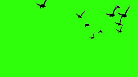 Flying Birds Png Video, Birds Green Screen Video, Birds Png Video, Green Screen Birds Flying, Bird Green Screen, Flying Video, Flock Of Birds Flying, Birds Video, Png Video