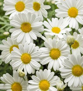 Marguerite Daisy, Yellow Daisies, White Butterfly, Pure White, In The Garden, The Garden, White Flowers, Daisy, Yellow