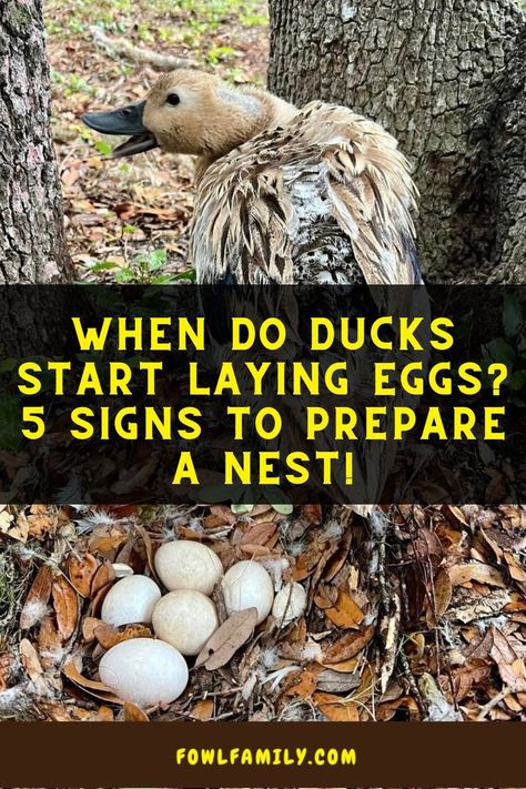 When Do Ducks Start Laying Eggs When Do Ducks Start Laying Eggs, Duck Care For Beginners, Duck Nesting Box Ideas, Duck Run Ideas, Duck Ramp, Ducks As Pets, Duck Raising, Duck Symbolism, Diy Duck House