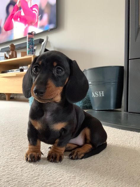 Black Sausage Dog, Dashaund Puppies, Daushands Puppies, Dashhound Puppy, Dashund Dogs, Mini Dachshund Puppies, Winnie Dogs, Sausage Dog Puppy, Daschund Puppies