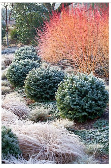 Conifers Garden, Winter Plants, Garden Shrubs, Have Inspiration, Garden Photography, Decor Minimalist, Colorful Garden, Country Gardening, The Grass