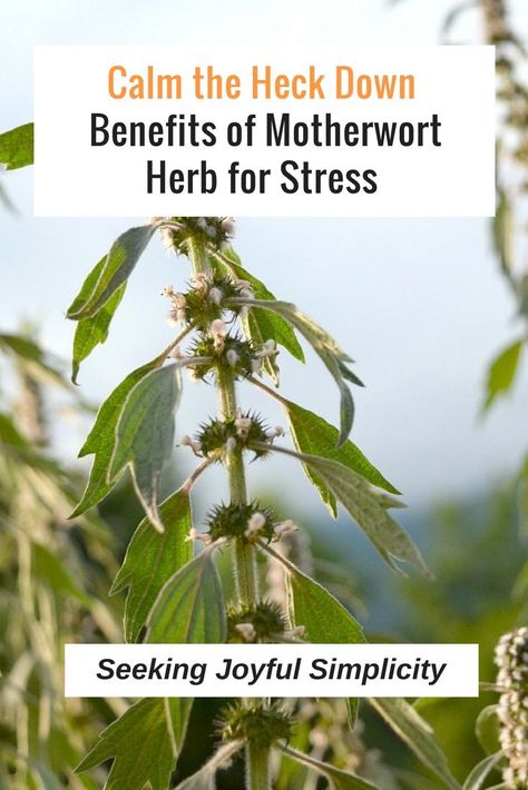 Motherwort Magical Properties, Motherwort Benefits, Motherwort Tincture, Herbal Monographs, Witchy Wellness, Herb Benefits, Medicinal Herbs Remedies, Witches Apothecary, Herbal Education