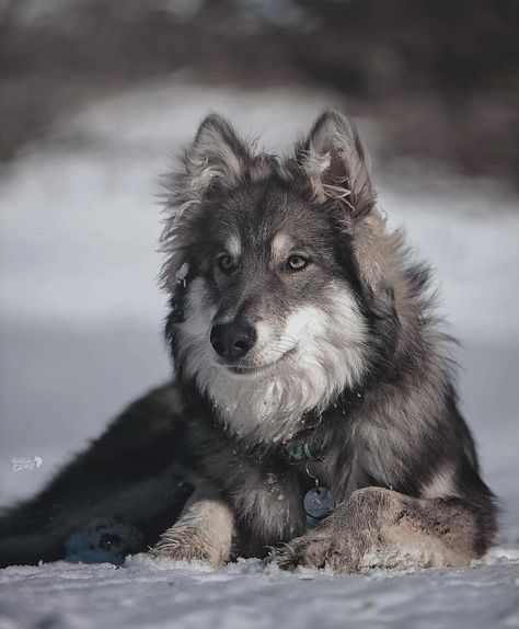 Wolf Aesthetic Cute, Cute Wolf Aesthetic, Starflesh Wolf, Therian Pfp Wolf, Wolf Therian Aesthetic, Wolf Dog Aesthetic, Wolfdog Aesthetic, Wolf Reference Photo, Wolf Person