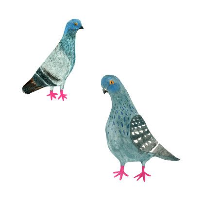 Cute Pigeon, Simple Drawings, 캐릭터 드로잉, Pretty Drawings, Vector Images Illustrations, Bird Pictures, Bird Illustration, Art Painting Acrylic, Wildlife Art