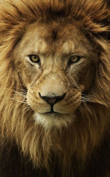 Google+ Lion Eyes, Tattoo Lion, Lions Photos, Lion Love, Lion Wallpaper, Lion Images, Lion Pictures, African Lion, Lion Art