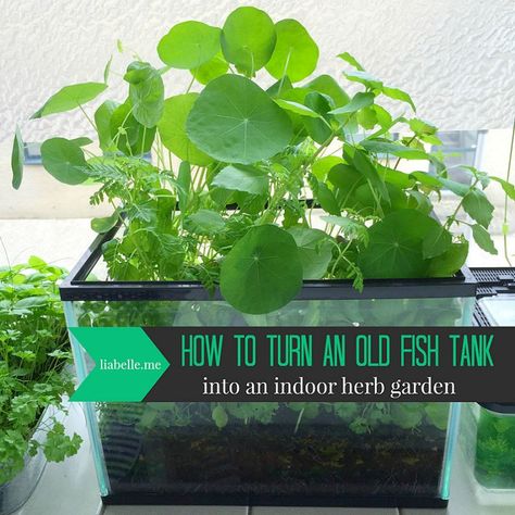 How to turn an old fish tank into an indoor herb garden Repurpose Aquarium, Tank Terrarium, Plant Aquarium, Growing Food Indoors, Fish Tank Terrarium, Diy Fish Tank, Hydroponic Farming, Hydroponics Diy, Vertical Vegetable Garden