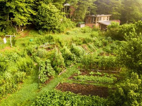 Oregon Homestead, Forest Homestead, Farm School, Skill Saw, Rural Village, Permaculture Design, School Campus, Edible Landscaping, Food Forest