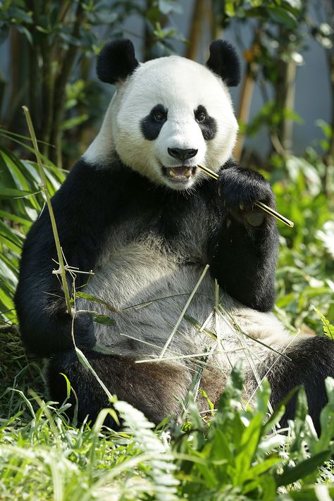 Wild Panda, Singapore Attractions, Reasons To Be Vegan, Singapore Zoo, Land Animals, Paradise City, Animal Reference, Wildlife Reserve, National Animal