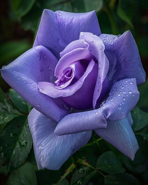 Blue Moon Rose, Moon Rise, Floral Arrangement, Blue Moon, Floral Arrangements, Moon, Flowers, Floral, Blue