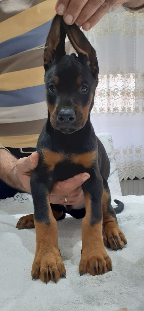 Dobber Man Puppies, Baby Doberman Puppies, Cute Doberman Puppies, Dobber Man Dog, Female Doberman, Doberman Puppies For Sale, Pet Wolf, Doberman Puppies, Dog For Sale