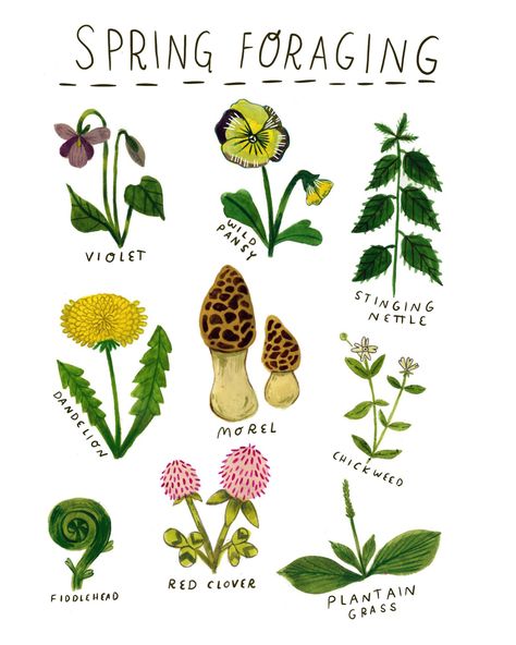 Madison Safer, Spring Foraging, Snow Illustration, Flower Chart, Herbal Magic, Snow And Ice, Healing Herbs, Spring Is Coming, Nature Journal