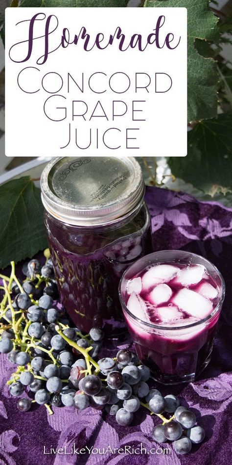 Homemade Concord Grape Juice #drinks #grapejuice #juice #healthyrecipes Concord Grape Juice Recipe, Concord Grape Recipes, Homemade Grape Juice, Concord Grape Juice, Grape Juice Recipe, Pickle Juice Uses, Best Juicing Recipes, Grape Recipes, Homemade Juice