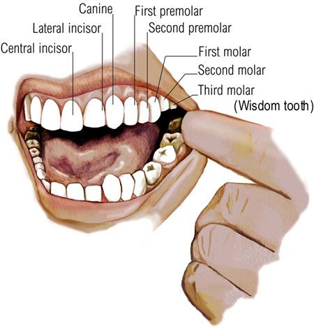 FaceTopology - polycount Dental Assistant Study Guide, Dental Assistant Study, Dental Care For Kids, Kesehatan Gigi, Kedokteran Gigi, Dental Hygiene School, Dental Anatomy, Wisdom Teeth Removal, Dental Facts