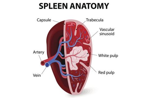 Spleen: Largest Lymphatic System Organ: Spleen Anatomy Spleen Anatomy, Immune System Nursing, Human Skeleton Anatomy, Gross Anatomy, Body Diagram, Basic Anatomy And Physiology, Nursing School Survival, Human Body Anatomy, Nursing School Notes