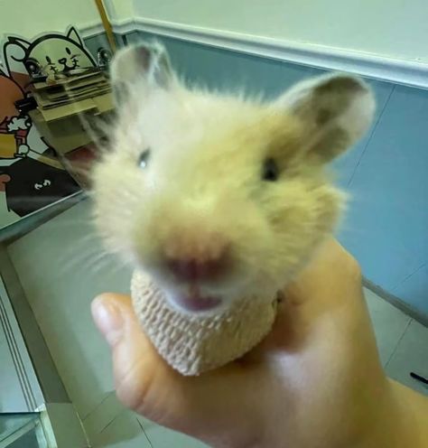 A hamster getting a CT scan. Wildlife Biologist, A Hamster, Ct Scan, Silly Cats, Spirit Animal, Instagram A, Beautiful Art, Animals, On Instagram