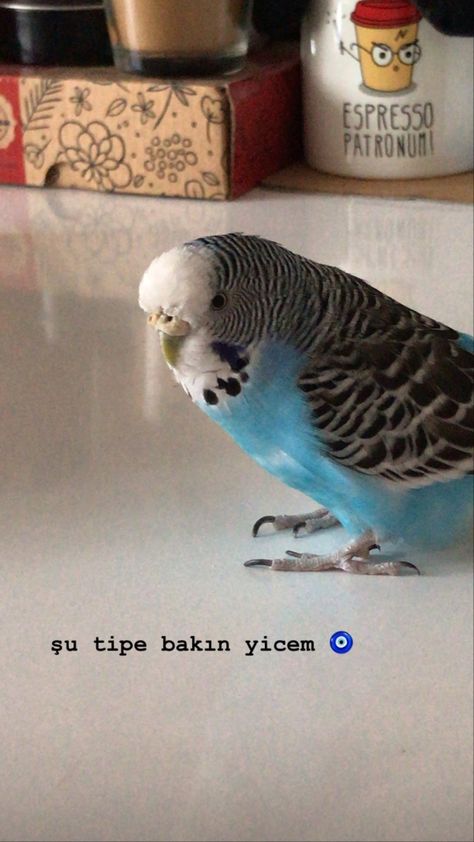 Kuş Story, Instagram Food Pictures, Instagram Food, Story Instagram, Fake Story, Food Pictures, Parrot, Cute Animals, Music