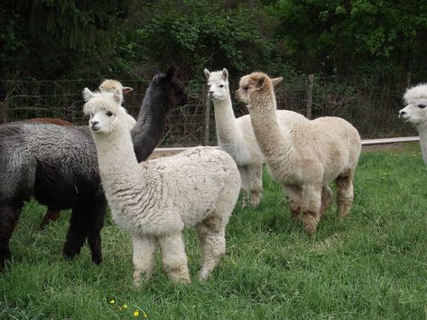 Plus petit que son cousin le lama, l'alpaga est un animal que l'on élève principalement pour sa laine d'une douceur incomparable. Quelles sont ses particularités, comment le reconnaître, peut-on l'adopter comme animal de compagnie ? Découvrez les explications de Xavier Matton, un éleveur passionné. No Problem, Facts About, Llama, Alpaca, Image Search, Fun Facts, Cute Animals, Train, Animals