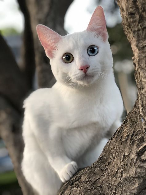 Khao Manee, Cat With Blue Eyes, Most Beautiful Cat Breeds, White Cats, Cat Facts, Unique Cats, Domestic Cat, Sweet Animals, Beautiful Cat