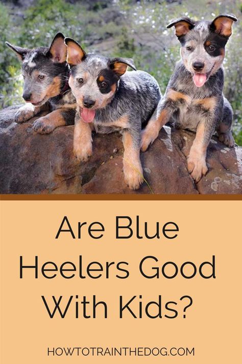 Are Blue Heelers Good With Kids Red Heeler Puppies, Good Family Dogs, Blue Heeler Puppy, Blue Heeler Puppies, Heeler Dog, Heeler Puppies, Best Dogs For Families, Blue Heeler Dogs, Good Family