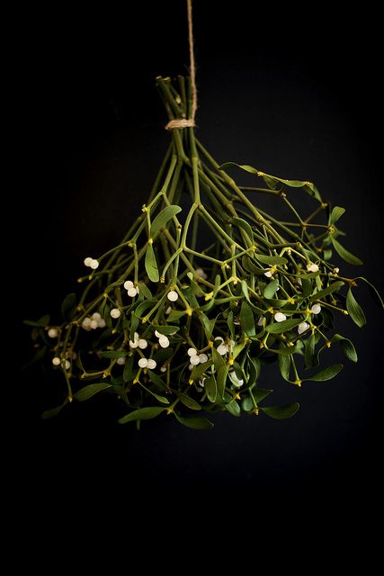 Celtic Mistletoe Lore: Five days after the first new moon following the winter solstice, Druid priests cut mistletoe with a golden sickle from a special oak tree and had to catch the mistletoe before it hit ground. The plant was distributed among the people to hang over their doors for protection against evil in the coming year. Under The Mistletoe, Kwanzaa, Winter Solstice, New Moon, Book Of Shadows, Yule, Winter Christmas, Black Background, Christmas Time