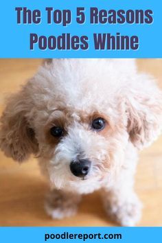 Step one in helping your poodle calm down will be to understand what caused the whining. When there is such a wide variety of reasons for it, you always need to figure this out before moving forward with any action. #poodle #poodlewhining #poodlecare #poodlehealth Poodle Haircut Styles Teddy Bears, Miniature Poodle Cuts, Miniature Poodle Haircuts, Poodle Teddy Bear Cut, Poodle Puppy Cut, Poodle Puppy Training, Toy Poodle Haircut, Poodle Training, Mini Poodle Puppy