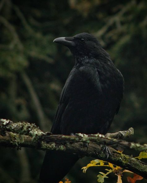 @crowsofbutepark on Instagram: “Haven't been taking many pictures lately, but here's a good boy from back around autumn time. Theres feets and claws.. take a later look 👀” Photographs Idea, Raven Animal, September Moodboard, Crow Photography, Crow Pictures, Crow Photos, Rabastan Lestrange, Time God, Dark Windows