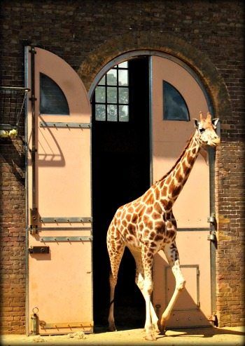 Visiting London Zoo. The historic giraffe house at London zoo ( ZSL) Giraffe House, British Isles Travel, Regents Park London, Zoo Ideas, London With Kids, Zoo Photos, Visiting London, Chester Zoo, Hong Kong Hotels