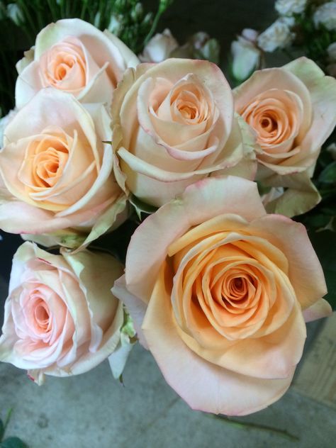 Tiffany Roses:  all year  $$ Flower Descriptions, Goblet Wine Glasses, Tiffany Rose, Peach Rose, Sweet Peas, Peach Flowers, Favorite Flowers, Love Rose, Color Inspiration