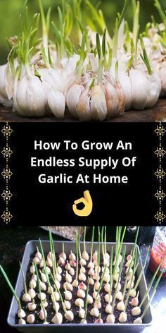 Garlic Plant, Garlic Growing, Plantarea Legumelor, Gemüseanbau In Kübeln, Regrow Vegetables, Indoor Vegetables, Gardening Vegetables, Growing Garlic, Household Plants