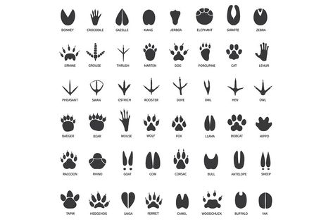 Animal tracks. Footprints of swan, llama and donkey, cat. Owl, dog and mouse, dove and zebra paw prints isolated vector set. Illustration track wild, bear and wolf, print black trail crocodile gazelle Animals Footprints, Bird Footprint, Animal Paws, Paw Drawing, Animal Footprints, Wolf Print, Fox Squirrel, Animal Tracks, Roe Deer