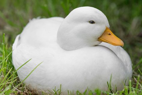 Call Duck Breed (Everything you Need to Know) Small Chicken Breeds, Call Ducks, Call Duck, Bantam Breeds, Random Animals, Mini Gallery, Duck Breeds, Duck Photo, Pet Ducks