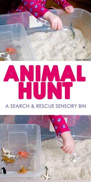 Tame Animals Activities For Toddler, All About Animals Activities, Wild Animal Sensory Bin, Outdoor Animal Activities Preschool, Farm Animal Sensory Play, A Is For Animals, Animals Teaching Ideas, Zoo Activity For Toddlers, Baby Animal Activities For Toddlers