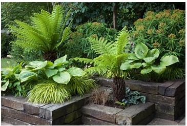 Green and yellow border in railway sleeper raised beds - Dicksonia antartica, Euphorbia mellifera, Hosta 'Sum and Substance', Hakonechloa macra 'Aureola', Carex comans, Rodgersia, Geranium maderense. | GAP Gardens Sleepers In Garden, Ferns Garden, Have Inspiration, Climbing Roses, Garden Borders, Back Gardens, Feb 13, Garden Cottage, Small Gardens