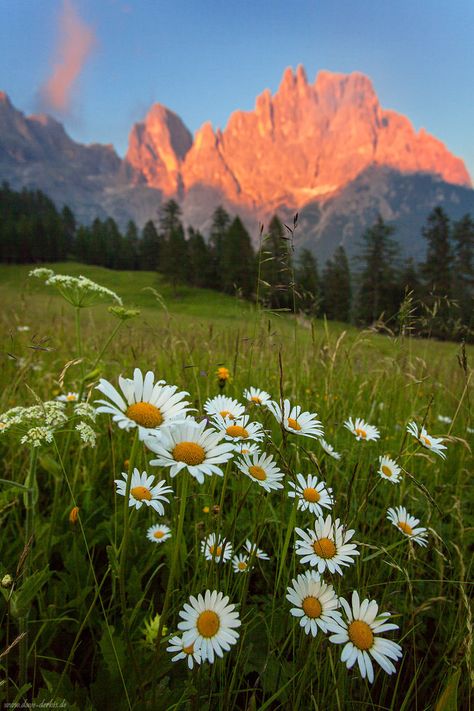 Wildflower Alpenglow by Dave-Derbis on DeviantArt Mountain Reference, Garden Corner Ideas, Collage Landscape, Corner Ideas, Garden Corner, Dolomites Italy, Italy Beautiful, Valley Flowers, Alpine Meadow